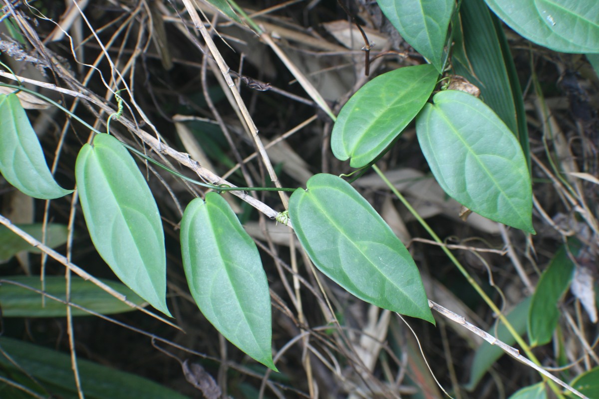 Zanonia indica subsp. indica L.